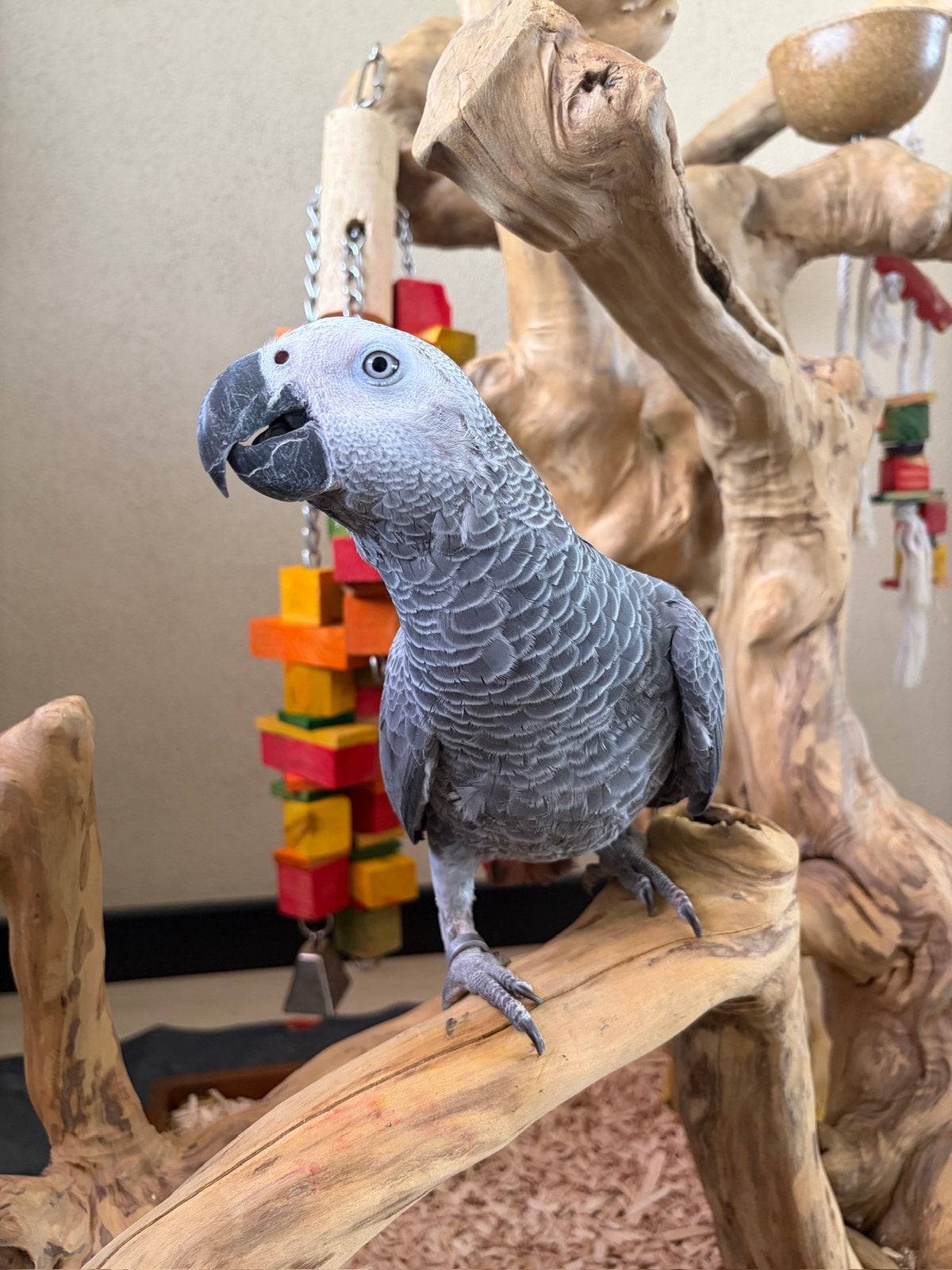 Superlieve & Handtamme Grijze Roodstaart Papegaai!, Dieren en Toebehoren, Vogels | Parkieten en Papegaaien, Geslacht onbekend
