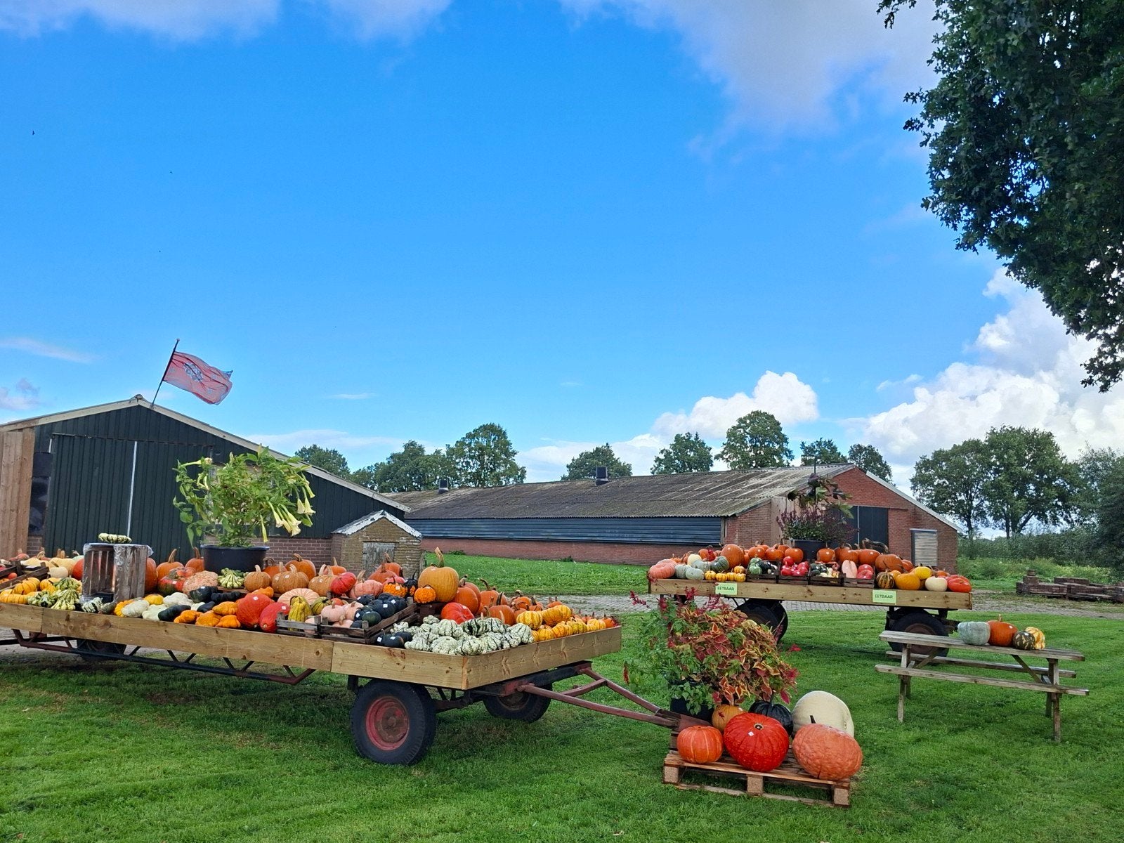 Groot assortiment pompoenen en kalebassen

Wij verkopen weer
