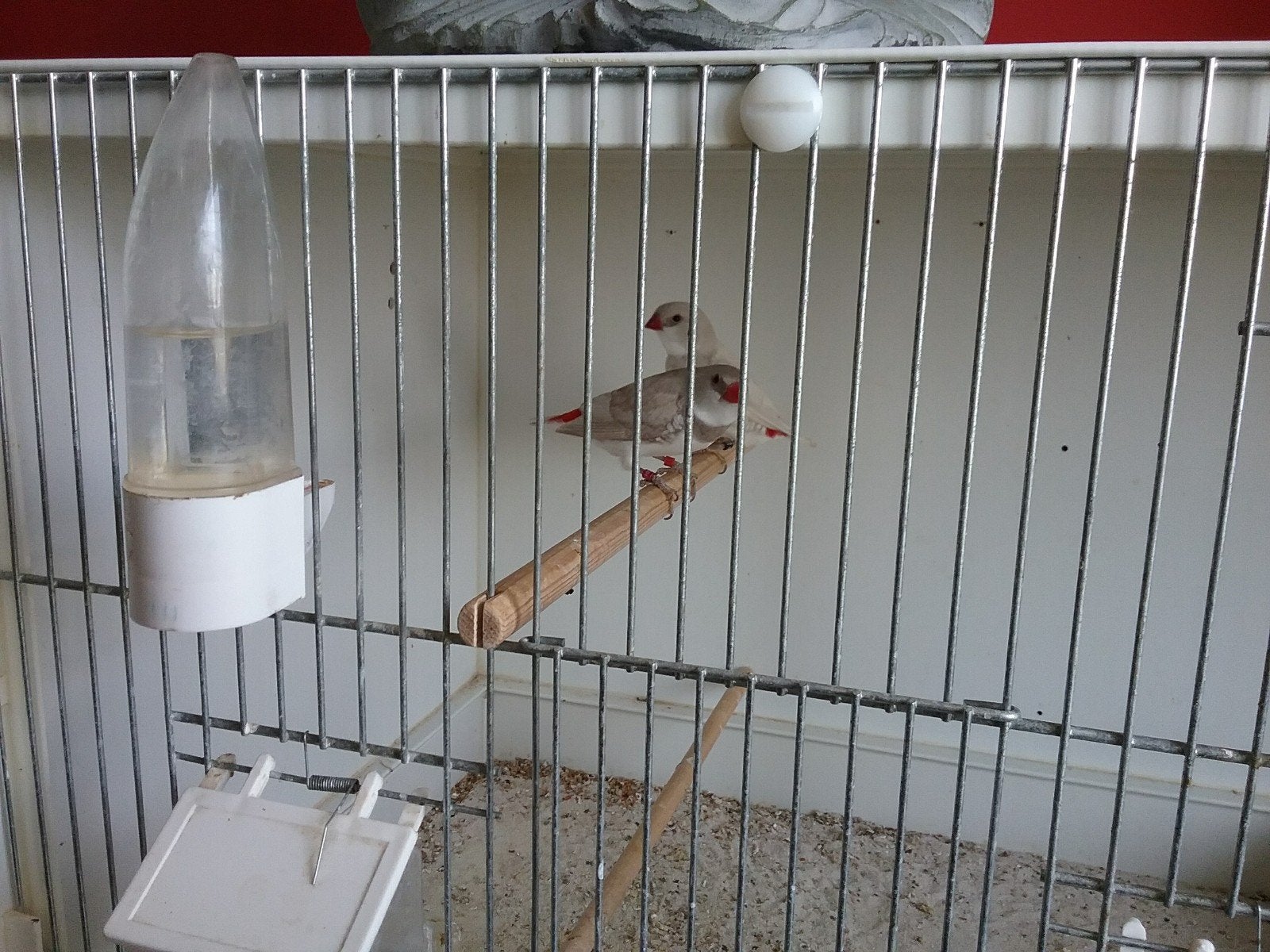 Te koop (mannen) zie foto., Meerdere dieren, Geringd