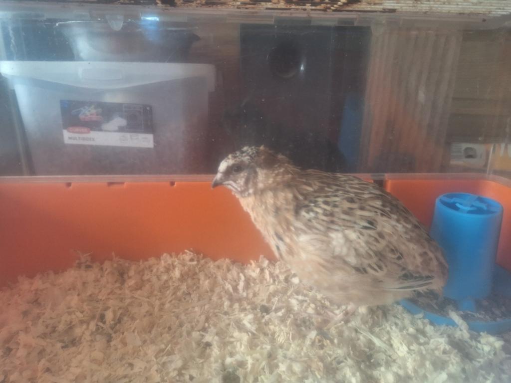 Mannetje kwartel, Dieren en Toebehoren, Pluimvee, Mannelijk, Overige soorten