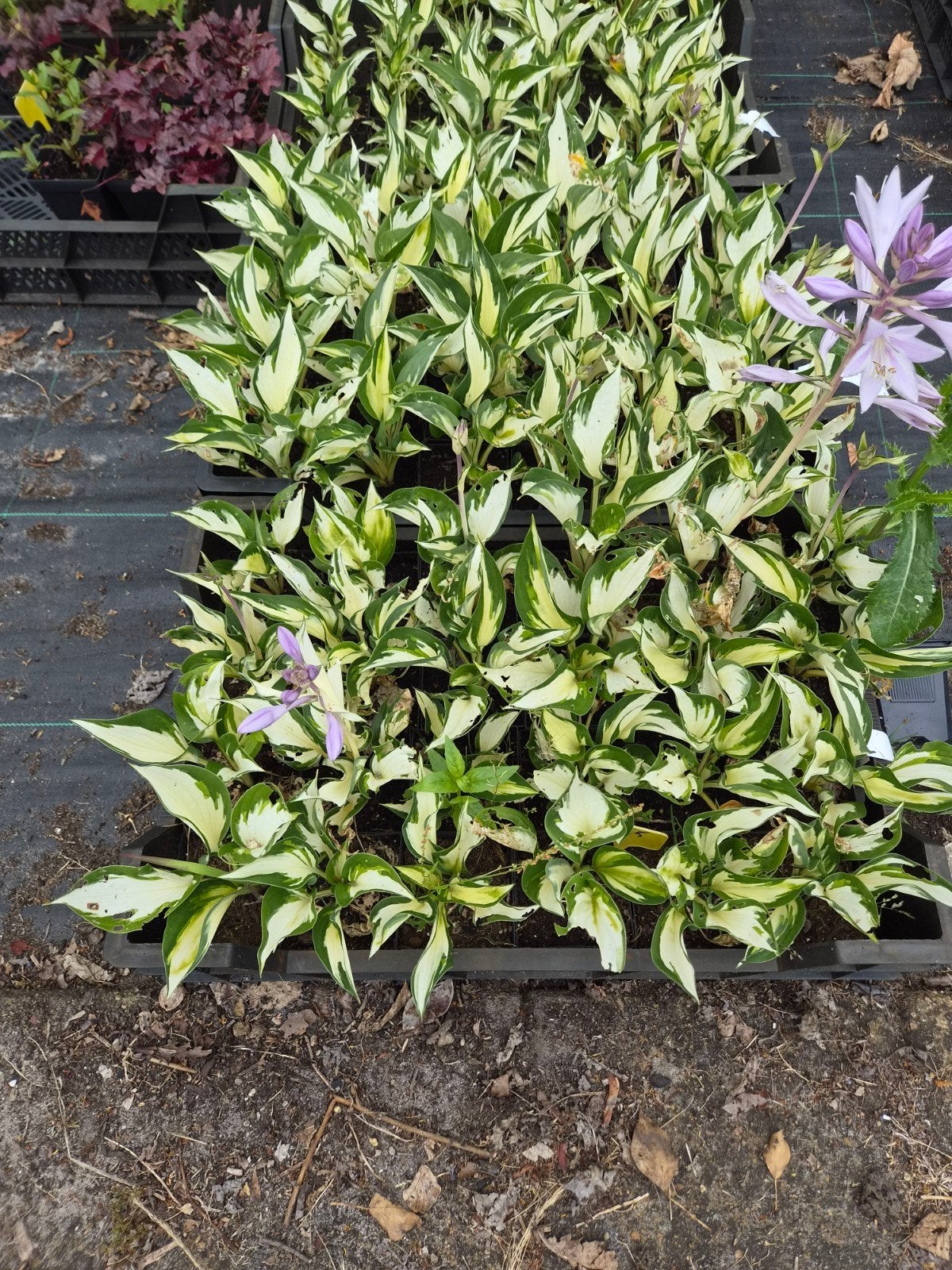 Hosta 'Fire and Ice' - P9 pot, Overige soorten, Vaste plant, Ophalen of Verzenden, Halfschaduw