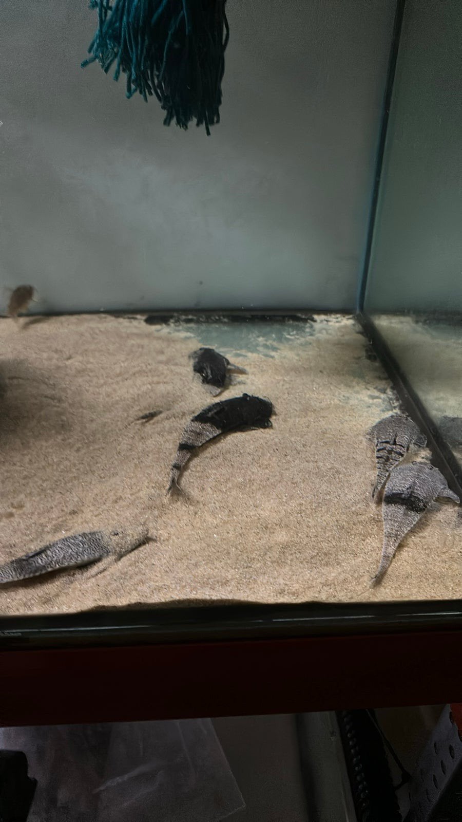 Pseudohemiodon apithanos bijzondere zeldzame Lnummer meerval, Vis, Zoetwatervis