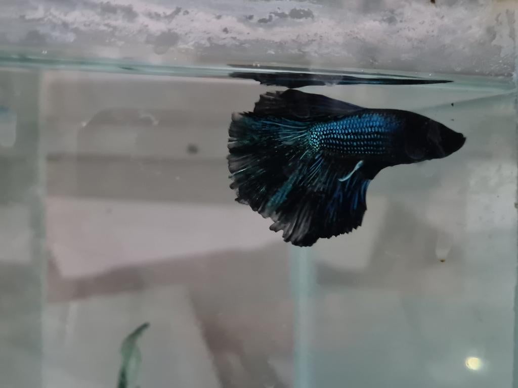 Betta splendens super delta kempvis man, Dieren en Toebehoren, Vissen | Aquariumvissen, Vis, Zoetwatervis