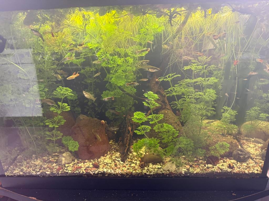 70 liter aquarium, Dieren en Toebehoren, Vissen | Aquaria en Toebehoren, Ophalen, Zo goed als nieuw, Gevuld zoetwateraquarium