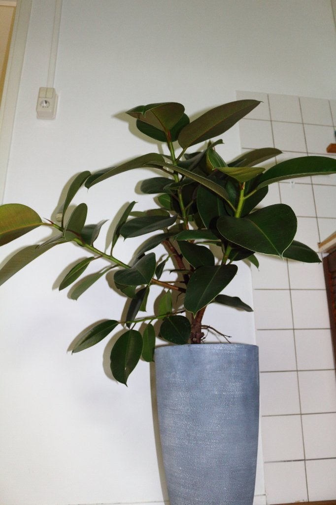 Ficus Robusta, Ficus, 100 tot 150 cm, Ophalen of Verzenden, In pot