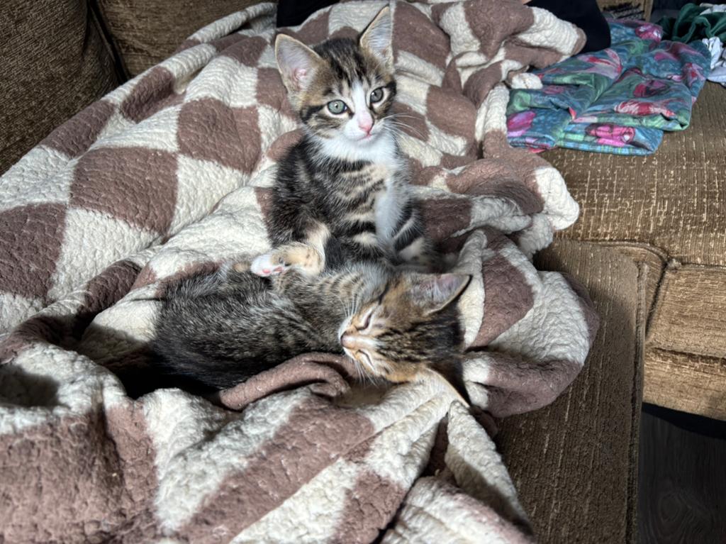 Kittens, Geslacht onbekend, Ontwormd, 0 tot 2 jaar