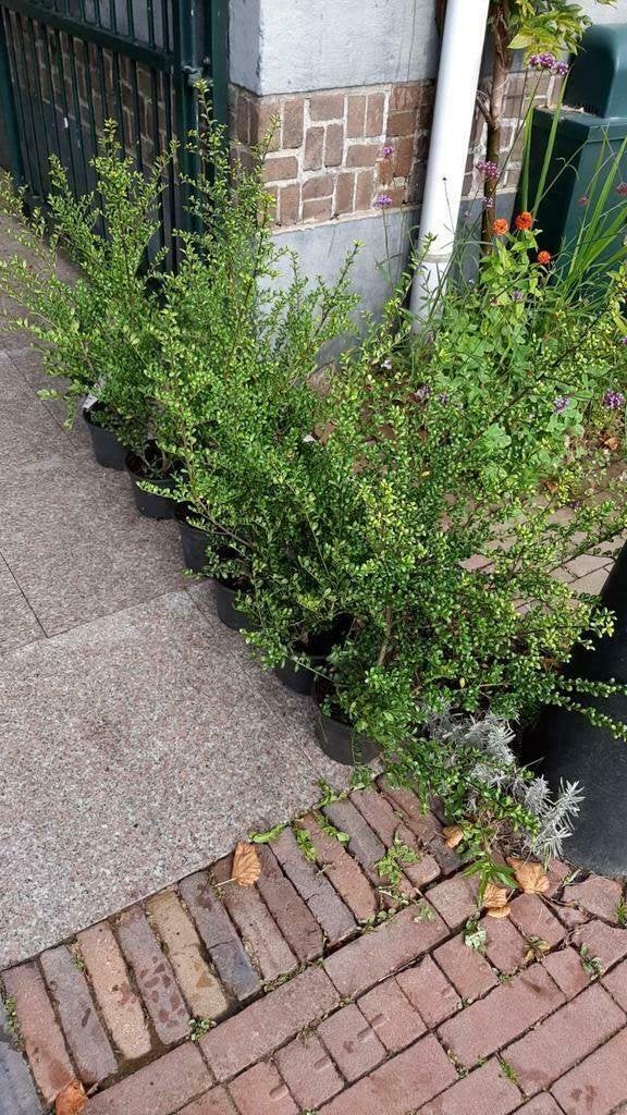 HAAG Ilex crenata 'Convexa' wintergroene "buxus-vervanger" +, Overige soorten, Vaste plant, Ophalen of Verzenden, Halfschaduw