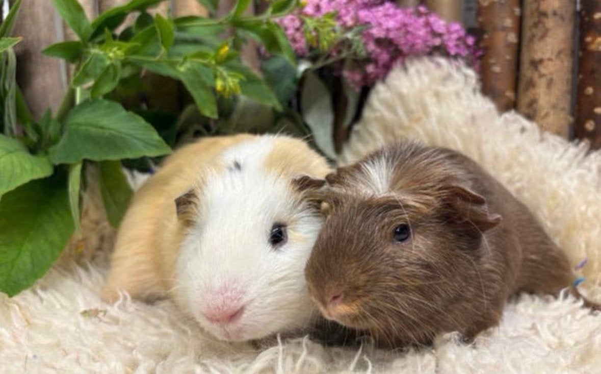 Pip & Puck zoeken samen een liefdevol thuis!, Cavia, April, Mannelijk, Tam