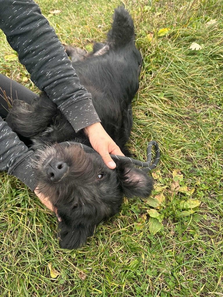 HOOVER, VROLIJK MENSGERICHT, JONG REUTJE, KLEINE MIDDELMAAT, Dieren en Toebehoren, Honden | Niet-rashonden, Particulier, Reu, 1 tot 2 jaar