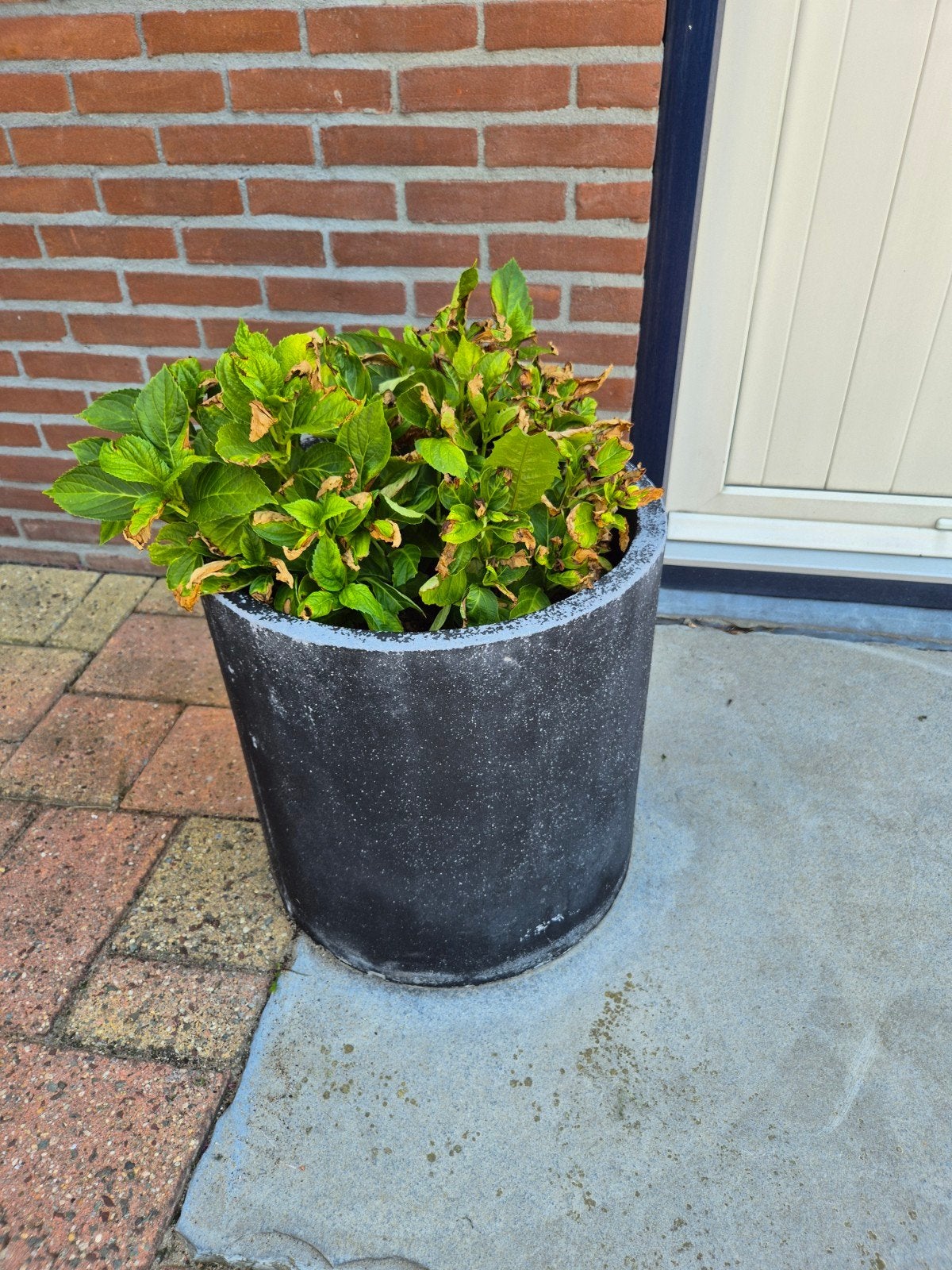 Grote ronde bloempot met hortensia's, Ophalen, Gebruikt, 40 cm of meer, Rond