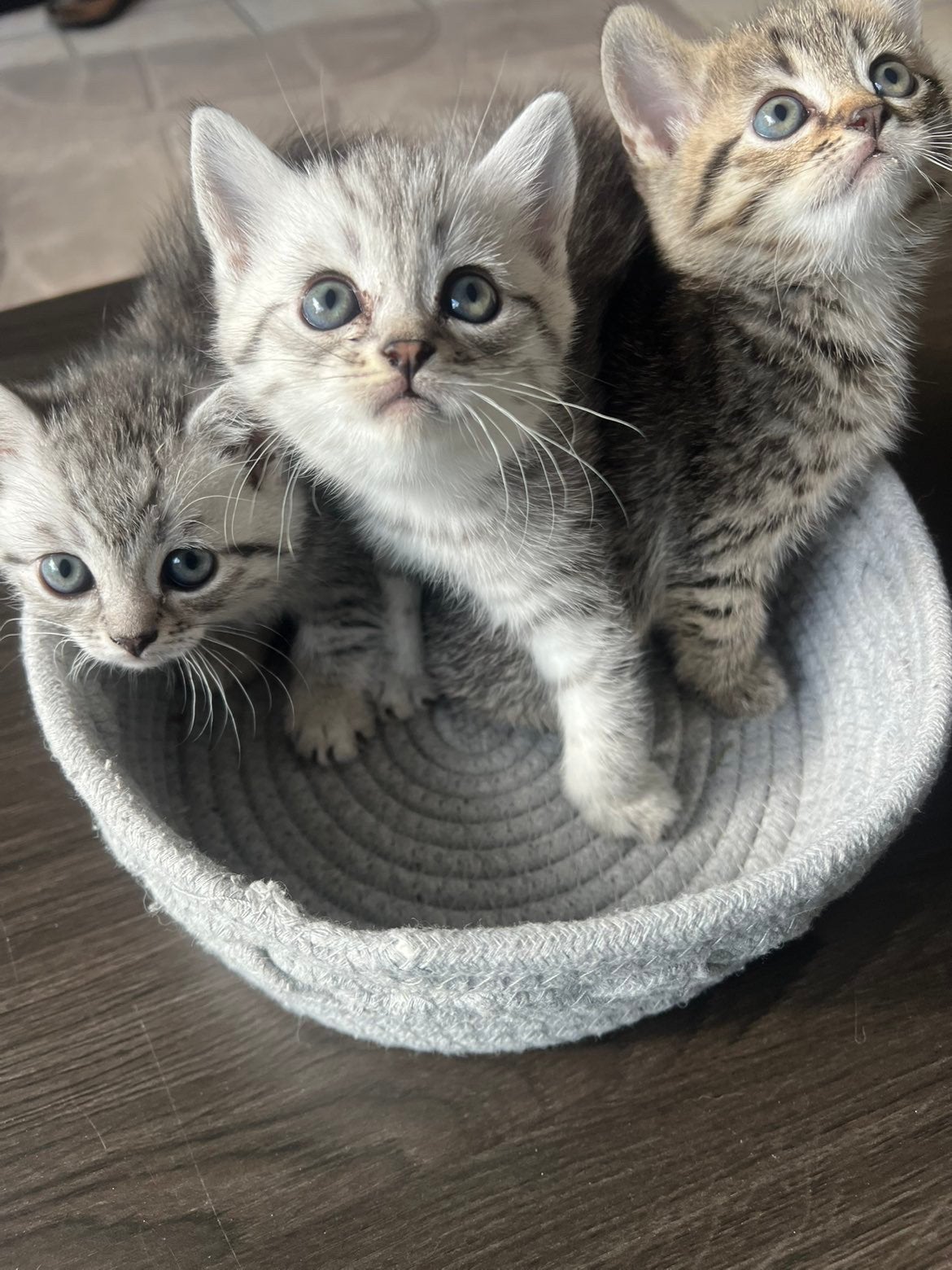 Halve britsekorthaar GRATIS VANDAAG OPHALEN, Dieren en Toebehoren, Kater