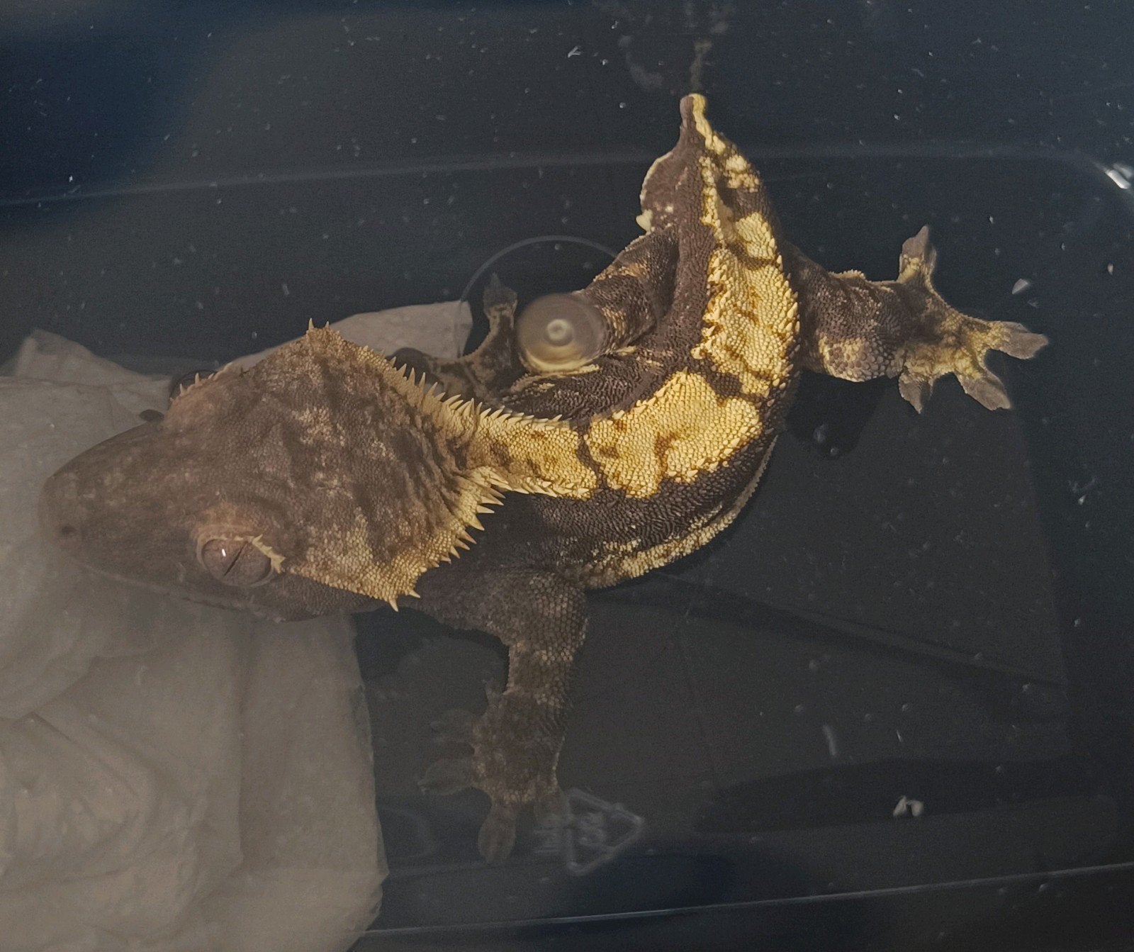 Wimpergekko man 100% het Axanthic Crested Gecko photo 5