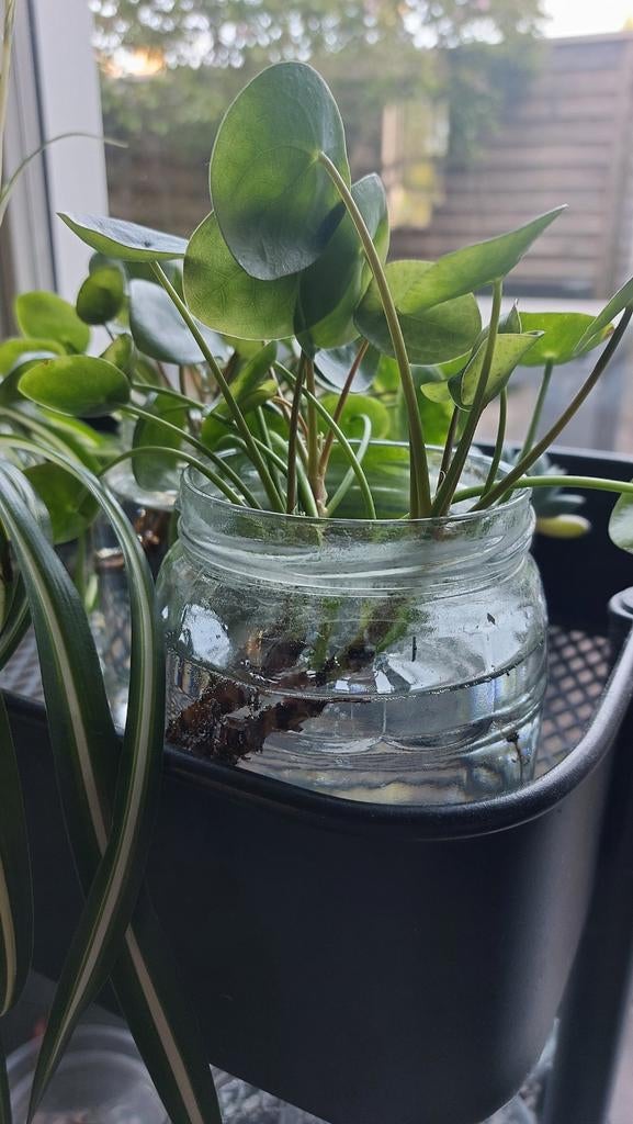 Pannekoekplant stekjes - Pilea Peperomioides, Ophalen