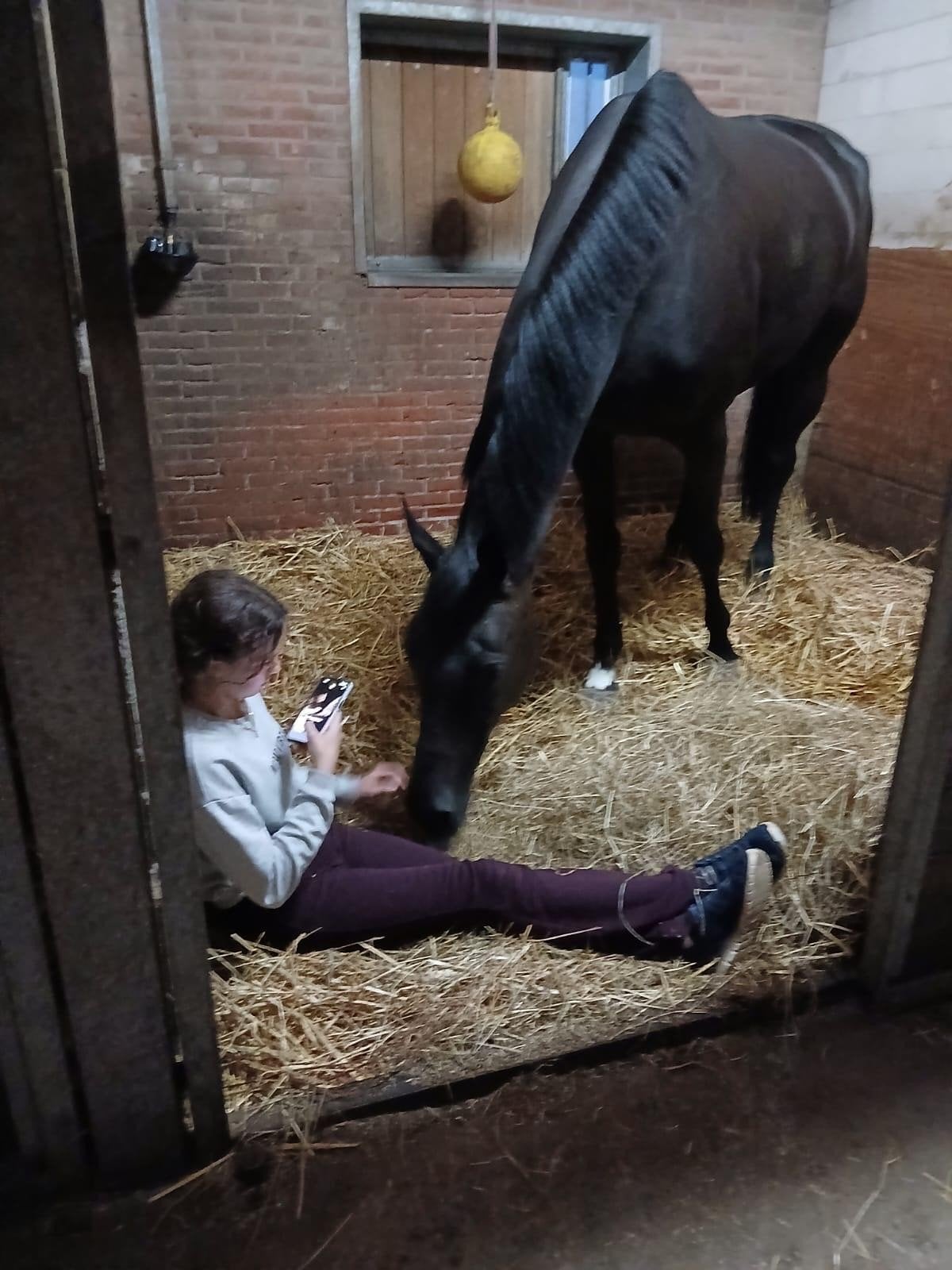 5 jarige brave ruin allround paard, Ruin, Dressuurpaard, 3 tot 6 jaar, 165 tot 170 cm