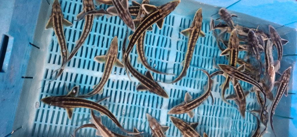 Zebrasteur Diamantsteur Guldenstatii, Dieren en Toebehoren, Steur