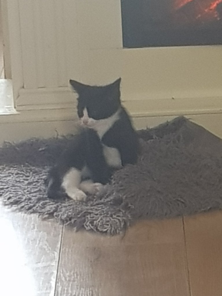 8 halve Britse korthaar kittens zoeken een Forever Home..!!, Meerdere dieren, Kortharig, 0 tot 2 jaar