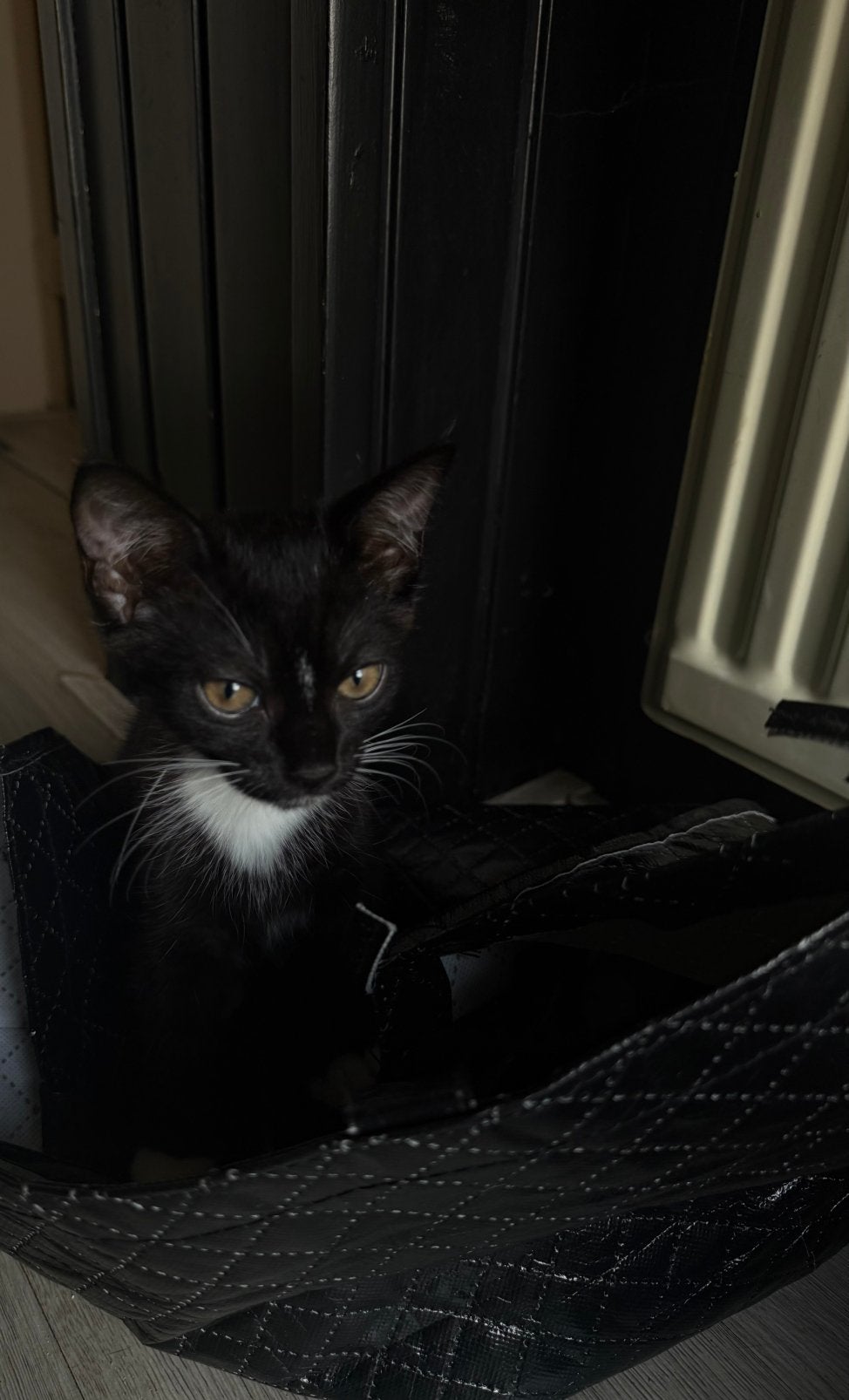 Britse korthaar kitten, Poes