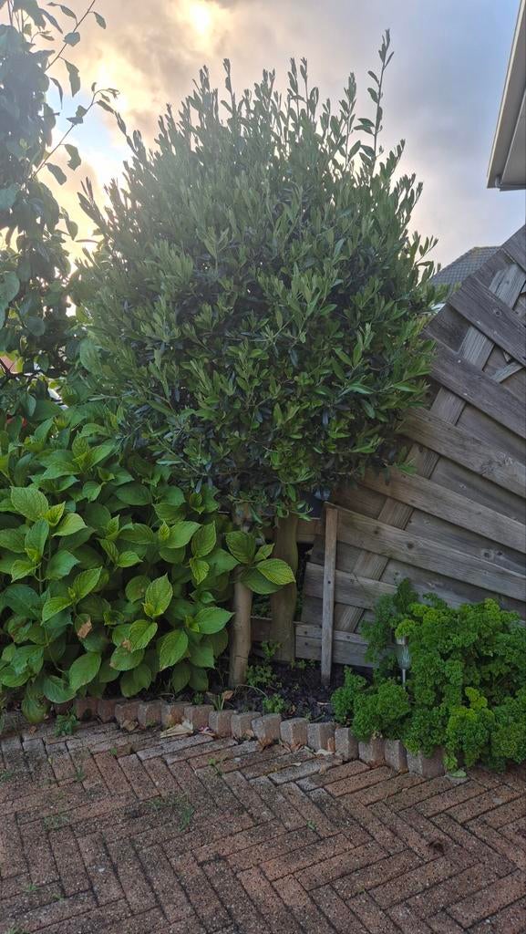 3 Olijfbomen 170cm, Tuin en Terras, Planten | Bomen, Ophalen of Verzenden, Volle zon, Olijfboom, 100 tot 250 cm