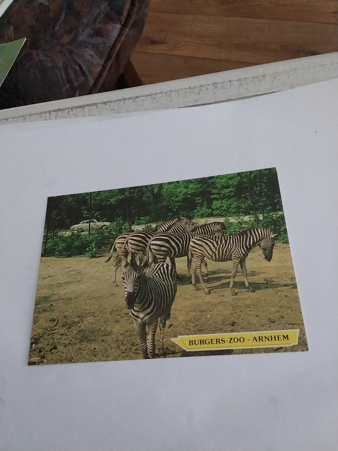 Ansichtkaart Burgers' Zoo Arnhem - Zebra's, Ophalen of Verzenden