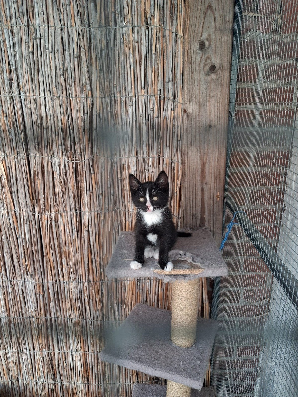Kittens, Dieren en Toebehoren, Katten en Kittens | Raskatten | Korthaar, Meerdere dieren, Ontwormd