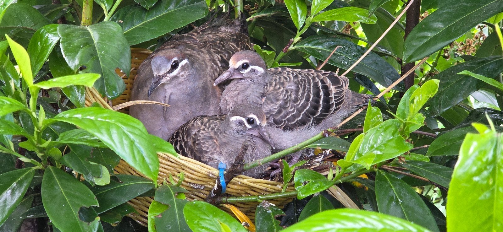 Koppel bronsvleugelduiven, Meerdere dieren, Overige soorten