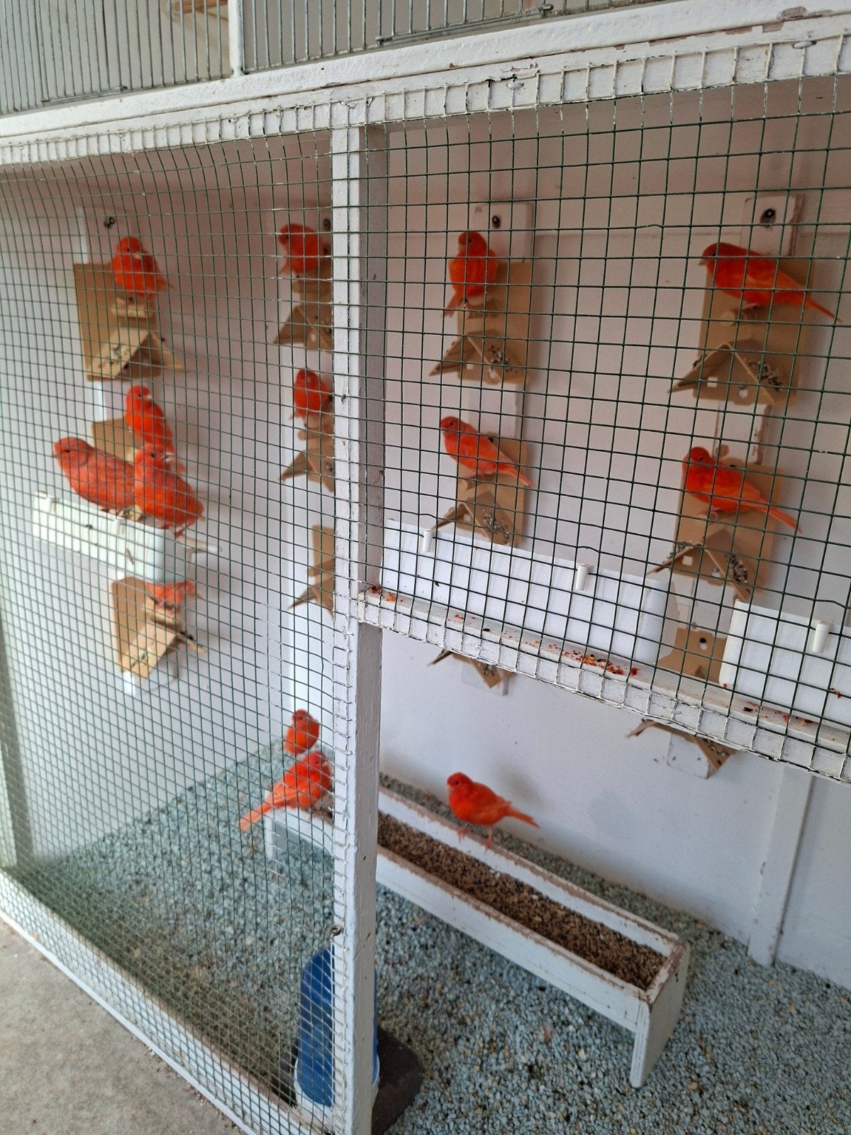 Vetstof rode kanaries, Dieren en Toebehoren, Meerdere dieren, Kleurkanarie