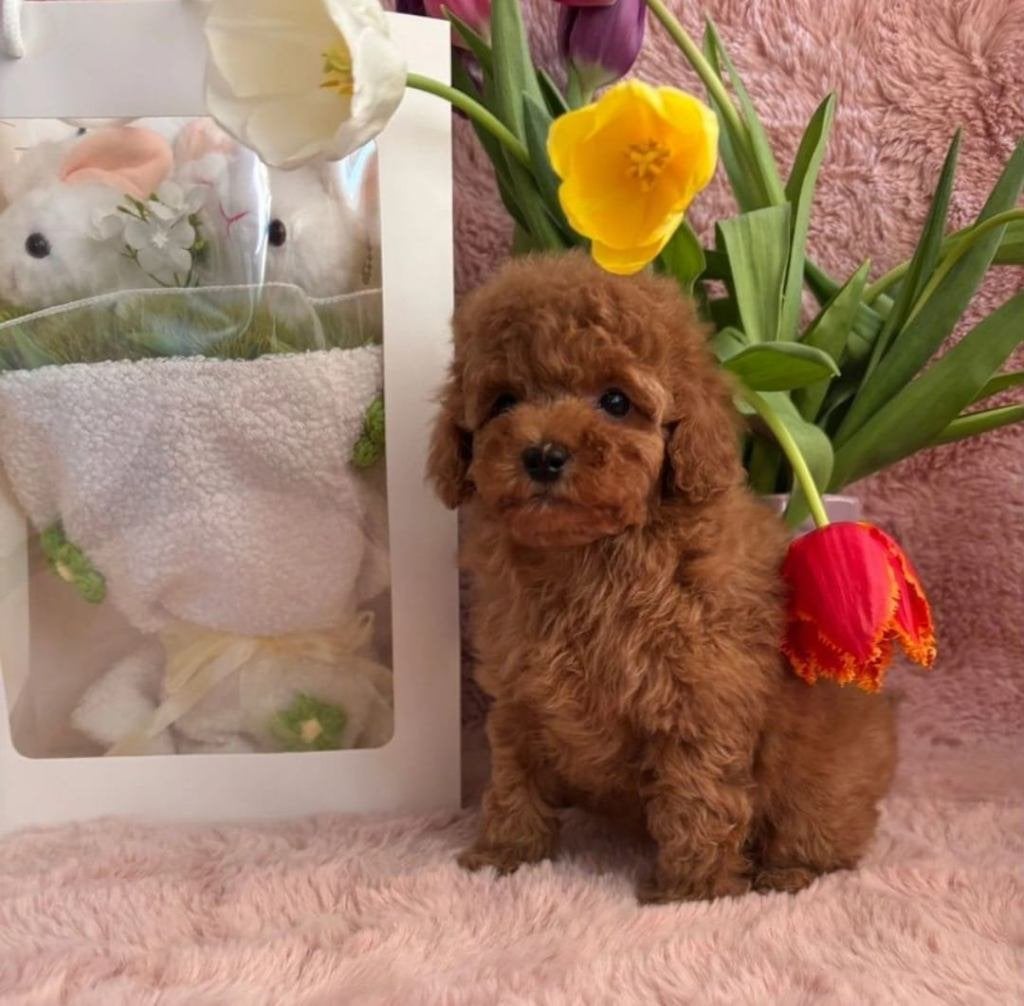 Poedel/toypoedel/meisje, Poedel, 8 tot 15 weken, Teef, Parvo