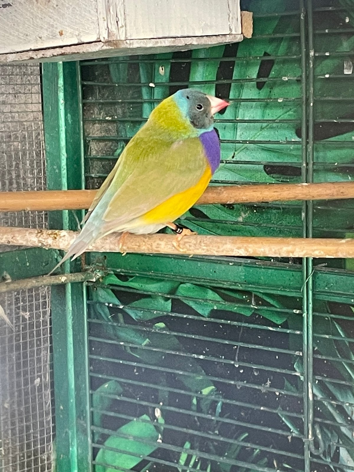 Gouldamadine, Meerdere dieren, Parkiet
