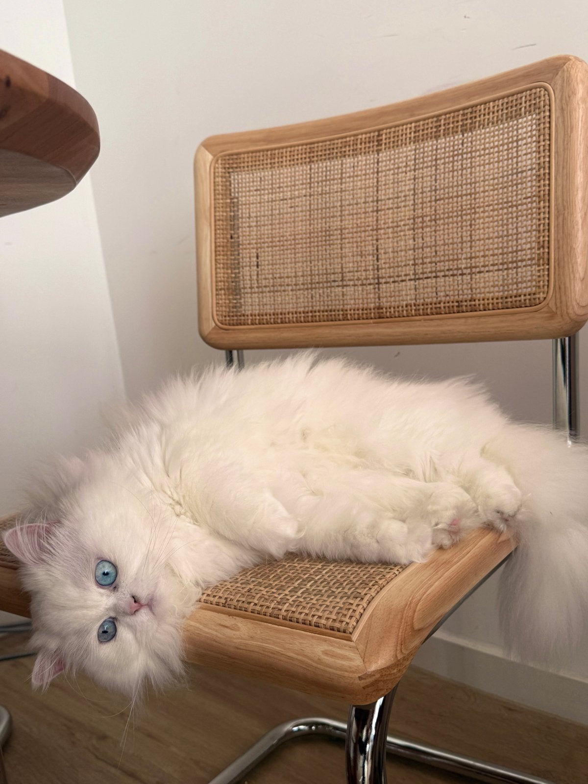 Brits lang haar blauwe ogen, Dieren en Toebehoren, Poes, Langharig, 3 tot 5 jaar