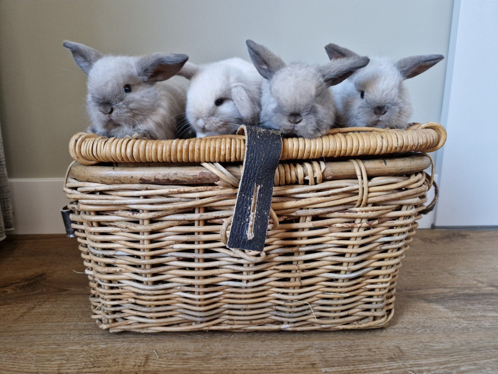 4 baby Minilop konijnen - sallander kleur, te reserveren, Dieren en Toebehoren, Konijnen, Meerdere dieren, Dwerg, Hangoor, 0 tot 2 jaar