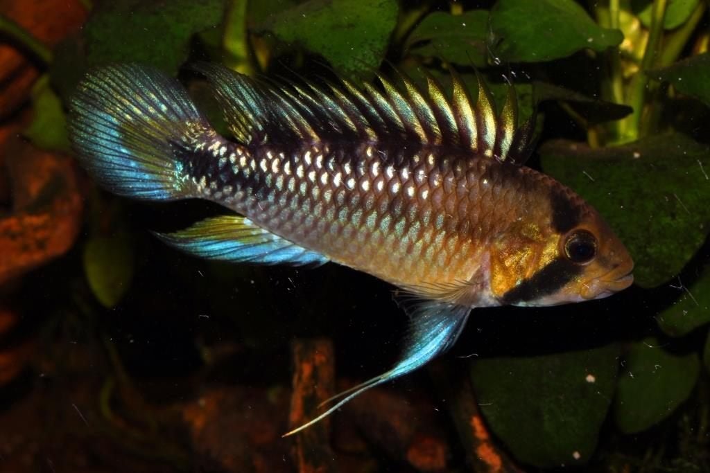 GEZOCHT koppeltje apistogramma rositae, Vis, Zoetwatervis