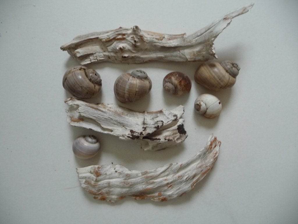 Schelpen en decoratie hout., Ophalen of Verzenden, Schelp(en)