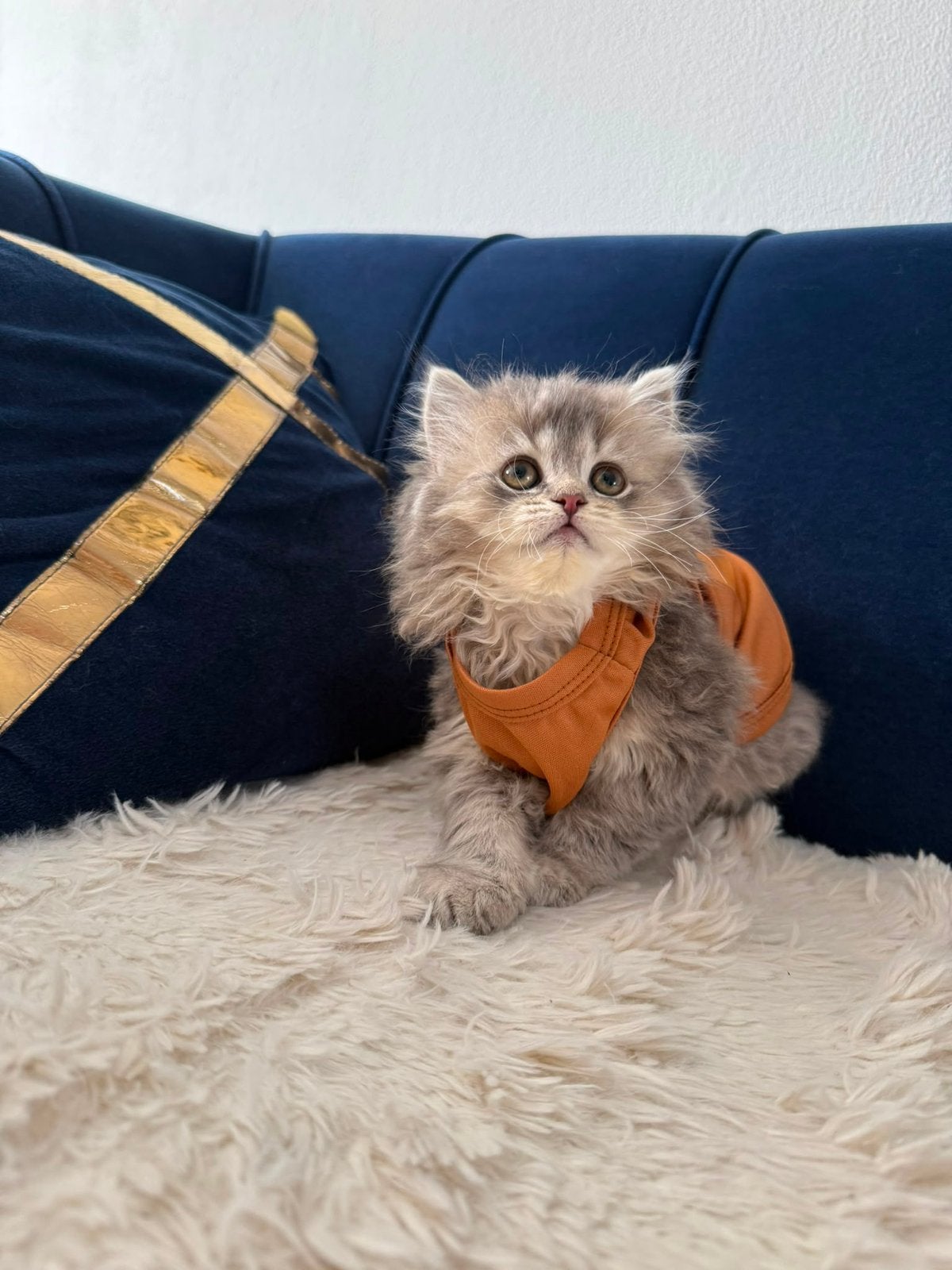 Golden blue shaded X blue point kitten, Poes, 0 tot 2 jaar