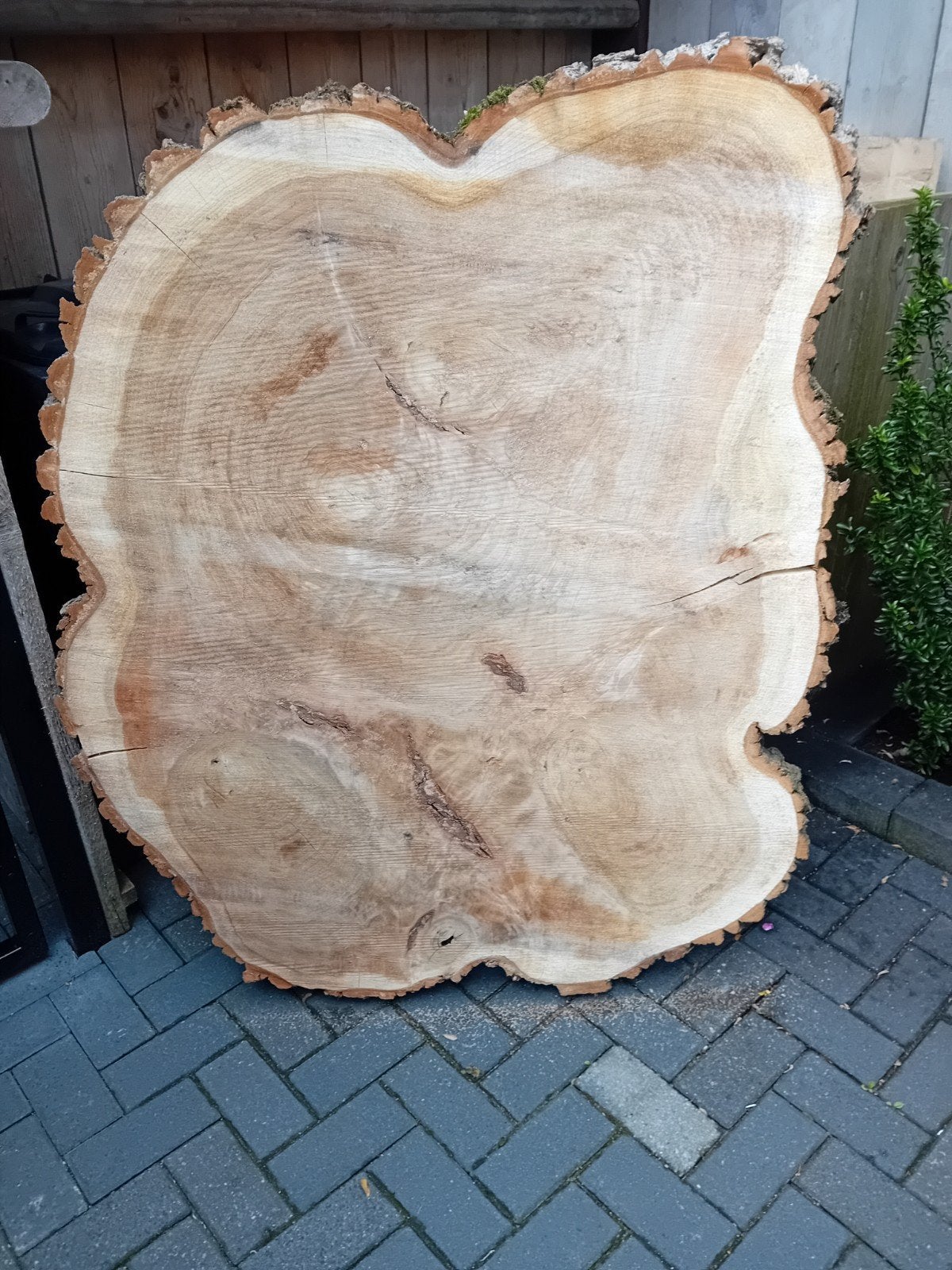 Boom schijf, Doe-het-zelf en Verbouw, Hout en Planken, Ophalen of Verzenden, Overige houtsoorten, Minder dan 25 mm, Minder dan 200 cm