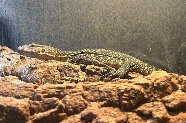 Varanus Salvator