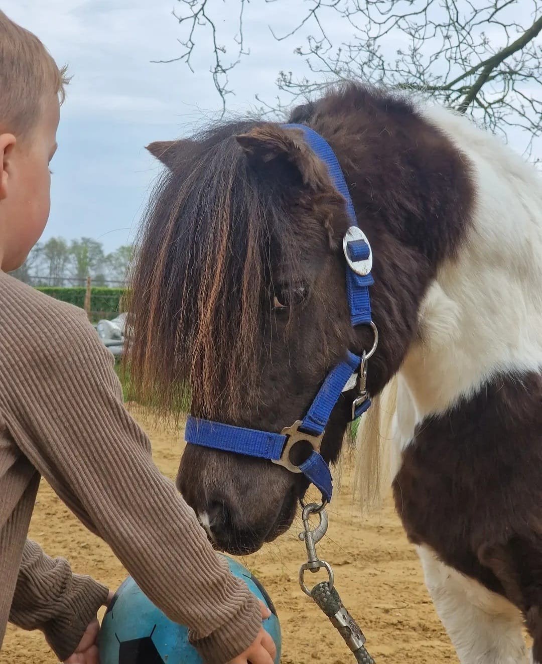 bonte shetlander aangespannen, Dieren en Toebehoren, Met stamboom, Ruin, A pony (tot 1.17m), 7 tot 10 jaar