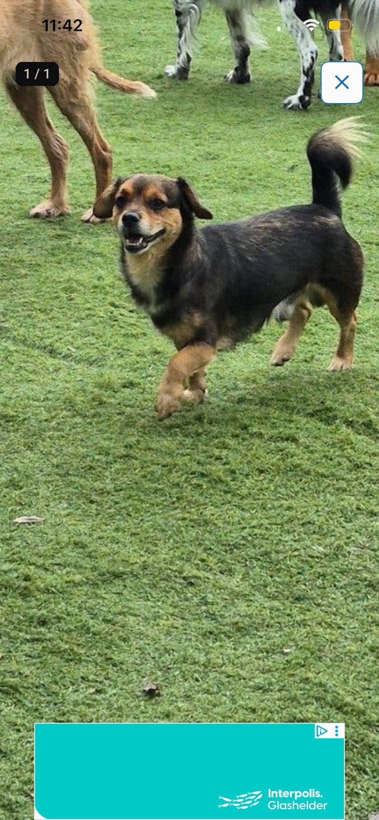 Goed huisje gezocht voor onze Pablo, Reu, CDV (hondenziekte), Eén hond, Nederland