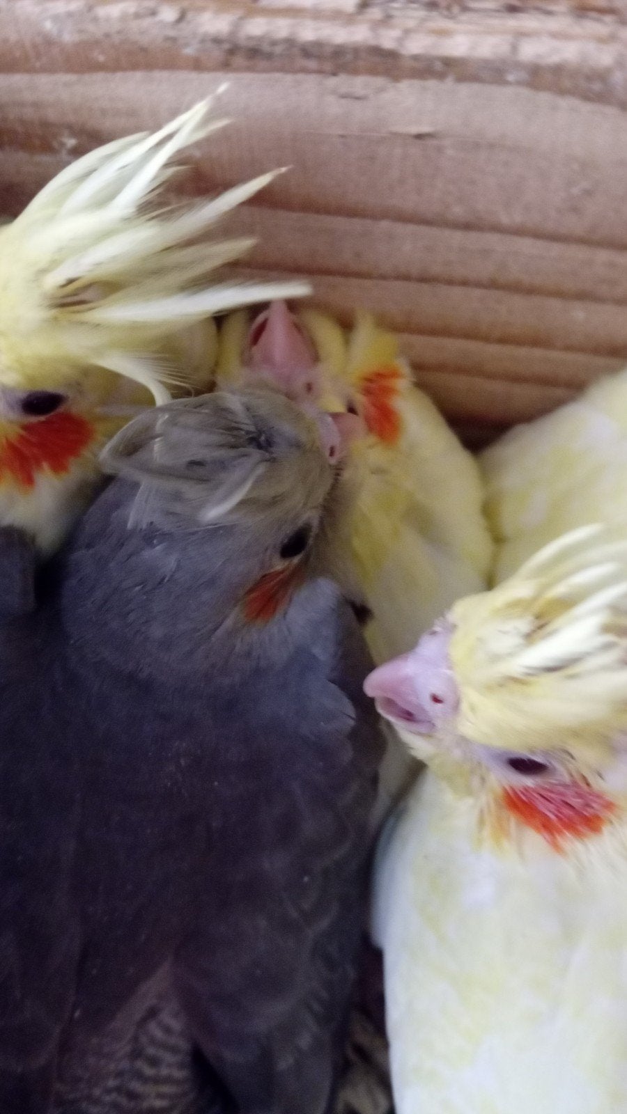 valkparkiet, Dieren en Toebehoren, Geslacht onbekend