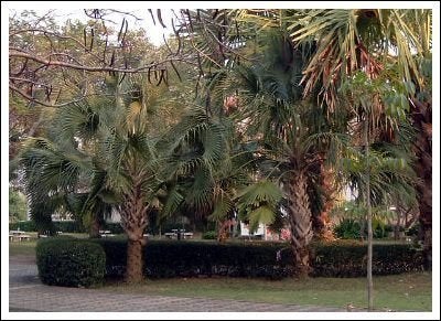 15 x Sabal Palmetto palmboom zaden (verzenden kan ook), Ophalen, Gehele jaar, Volle zon, Zaad