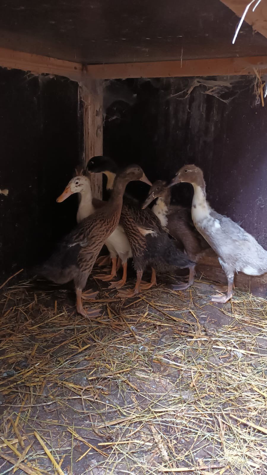 Indische loopeenden, Dieren en Toebehoren, Pluimvee, Meerdere dieren, Eend