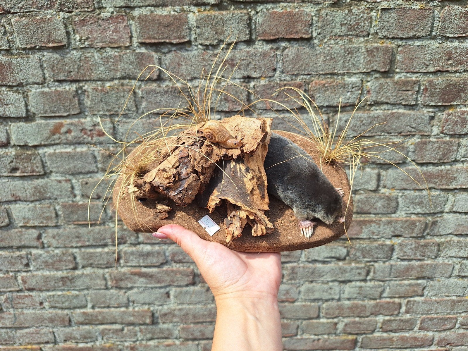 Mol (opgezet), Verzamelen, Ophalen of Verzenden, Nieuw, Overige soorten, Opgezet dier