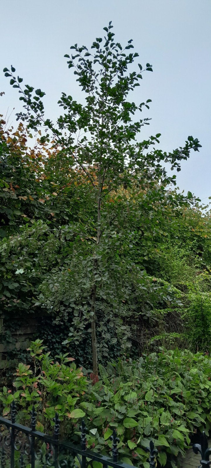 Zwarte Els ~ Alnus Glutinosa ~ boom, Ophalen, Volle zon, Overige soorten
