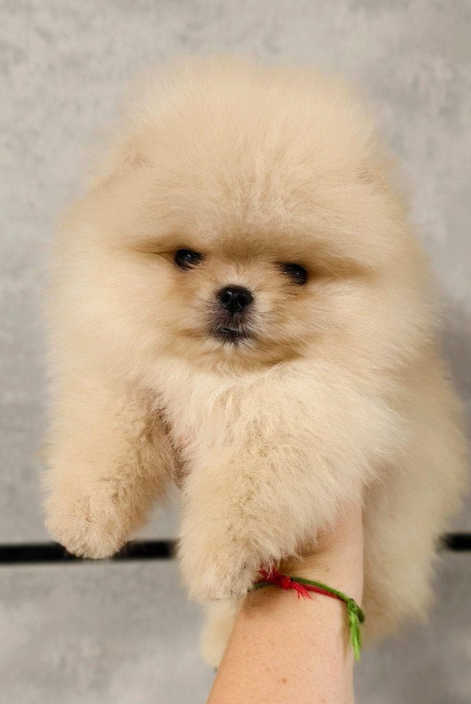 Pomeriaan pup reutje Cream Bear type – te reserveren, Keeshond, Reu, 8 tot 15 weken, Buitenland