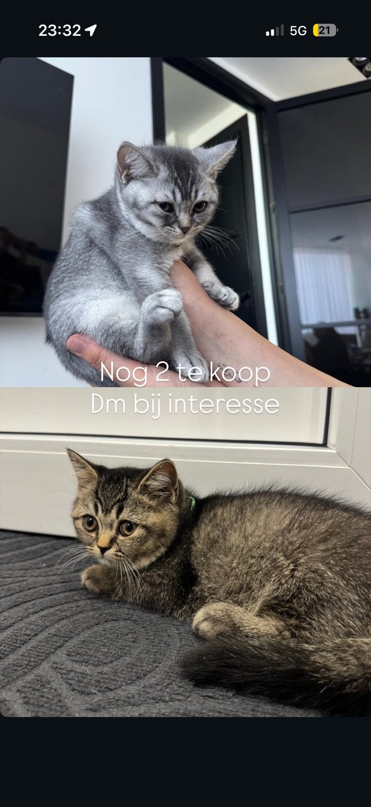 Nog 2 over!! Te koop Britse korthaar kittens, Dieren en Toebehoren, Meerdere dieren