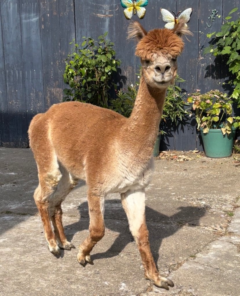 Alpaca hengst met stamboom, Mannelijk, Schaap