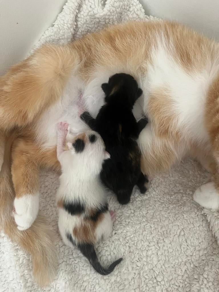 Kittens en mama poes, Dieren en Toebehoren, Katten en Kittens | Overige Katten, Poes