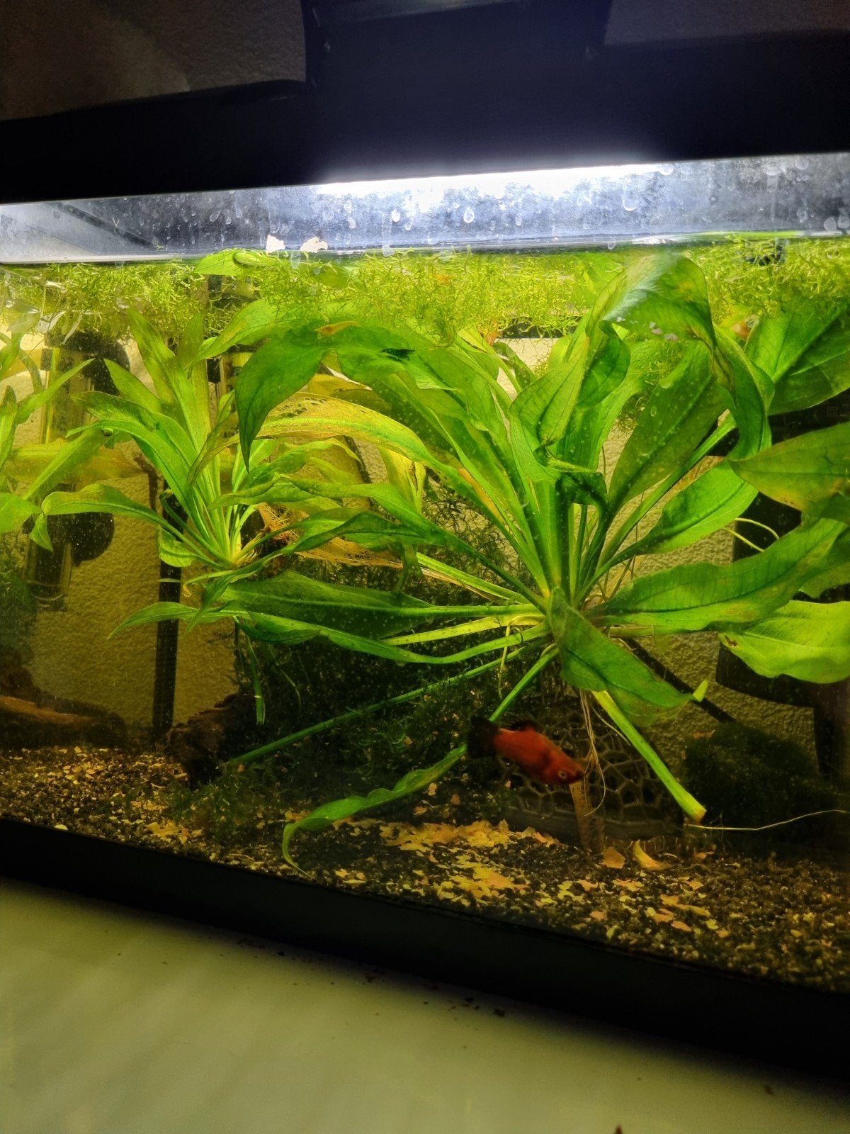 aquarium planten, Ophalen, Inclusief planten, Plant(en), Steen of Hout, Nieuw