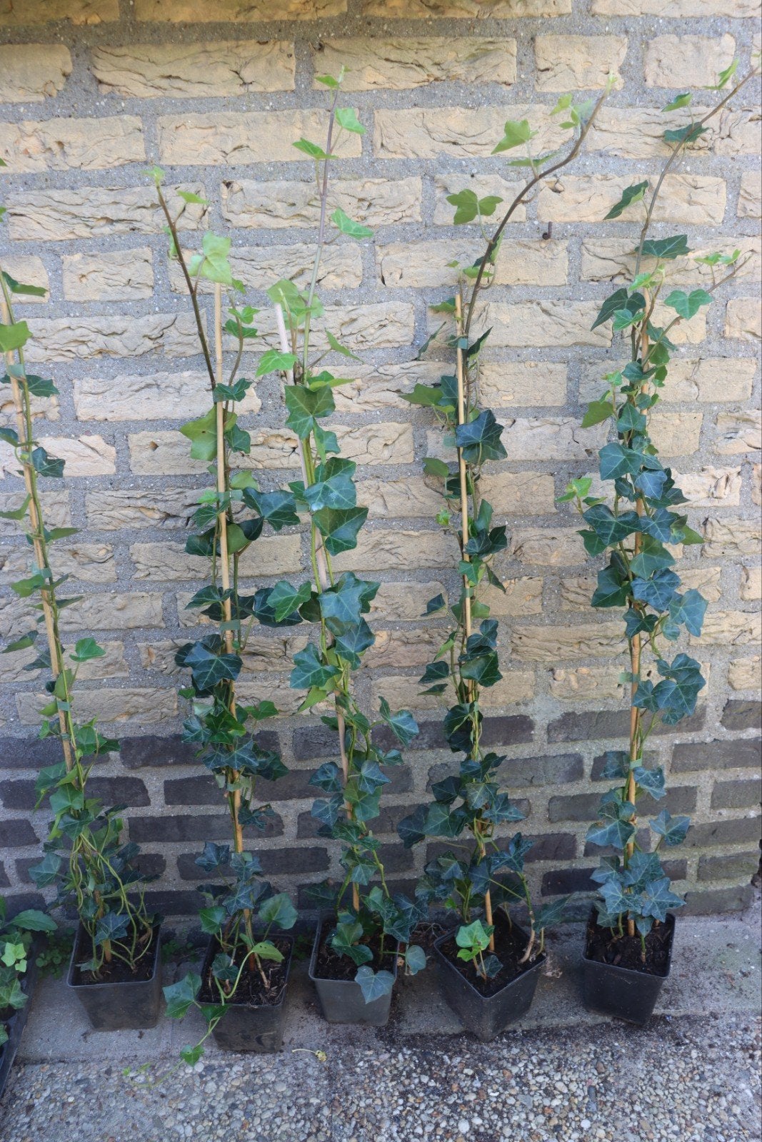 hedera hibernica klimop 80-100 cm, Ophalen, Overige soorten, 100 tot 250 cm