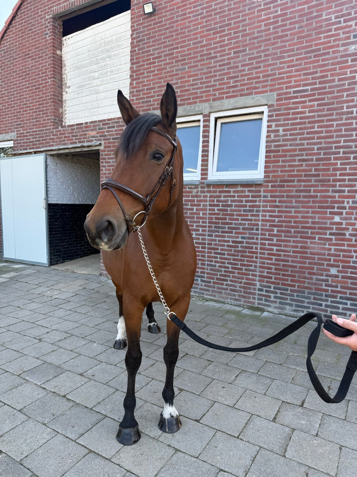 8 jarige springefokte merrie, Dieren en Toebehoren, Merrie, Springpaard, Met stamboom, Niet van toepassing