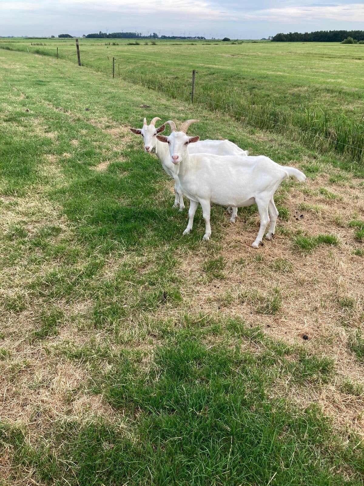 2 geiten te koop, Dieren en Toebehoren, Schapen, Geiten en Varkens, Vrouwelijk, Geit